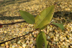 Populus laurifolia