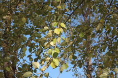 Populus laurifolia