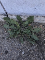 Taraxacum officinale