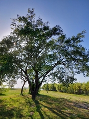 Albizia inundata