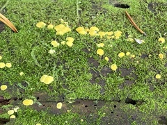 Dacrymycetaceae