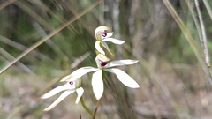 Caladenia cucullata