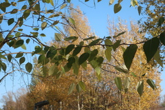 Populus laurifolia