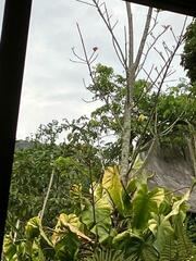 Myiozetetes granadensis