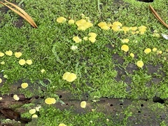 Dacrymycetaceae
