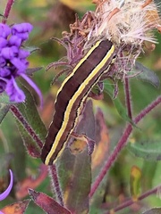 Trichordestra legitima