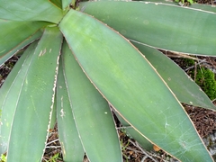 Agave ×