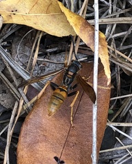Fuscopolistes