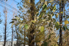 Populus laurifolia