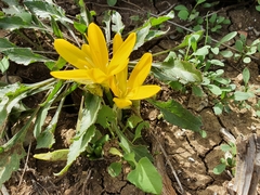 Sternbergia lutea lutea