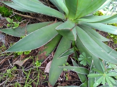 Agave ×