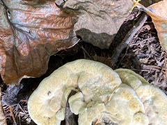 Bondarzewia berkeleyi
