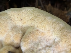 Bondarzewia berkeleyi