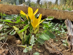 Sternbergia lutea lutea