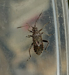 Stictopleurus punctatonervosus