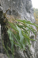 Takhtajaniantha austriaca
