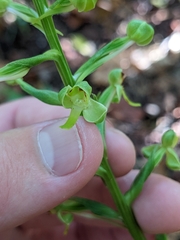 Habenaria floribunda