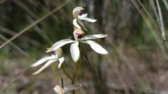 Caladenia cucullata