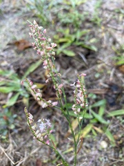 Polygonella articulata