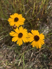 Coreopsis gladiata
