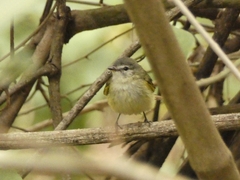 Tolmomyias sulphurescens