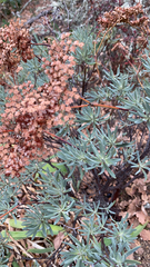 Eriogonum arborescens