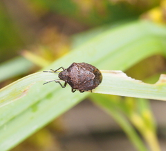 Rubiconia intermedia