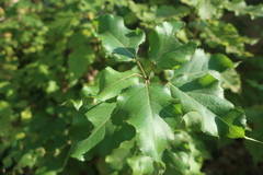 Populus × berolinensis