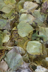 Populus × berolinensis