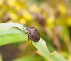 Rubiconia intermedia