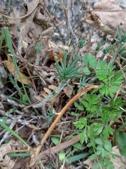 Petrosedum amplexicaule