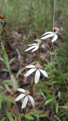 Caladenia cucullata