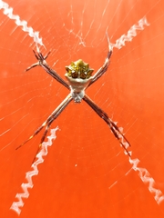 Argiope argentata