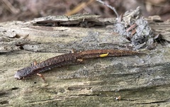 Hemidactylium scutatum