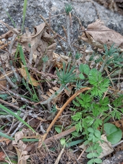 Petrosedum amplexicaule
