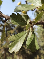 Crataegus azarolus var. aronia image