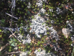 Racomitrium