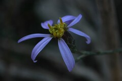 Galatella aragonensis