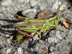 Melanoplus bivittatus