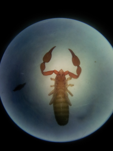 Genus Roncocreagris · iNaturalist