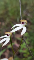 Caladenia cucullata