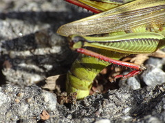 Melanoplus bivittatus
