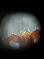 Roncocreagris cambridgei