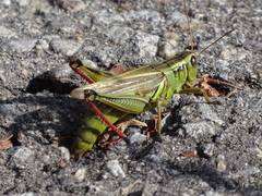 Melanoplus bivittatus