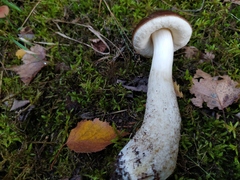 Leccinum