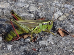 Melanoplus bivittatus