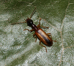 Leptotrachelus dorsalis