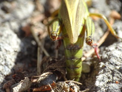 Melanoplus bivittatus