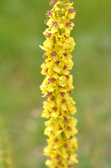 Verbascum nigrum