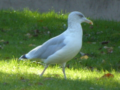 Larus argentatus